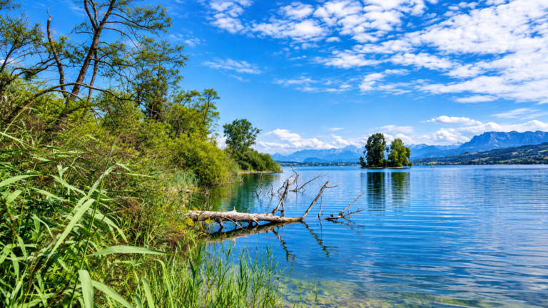 Serene lakeside scene with green vegetation along the shore, a calm blue lake, and a small tree-covered island in the distance under a bright sky.